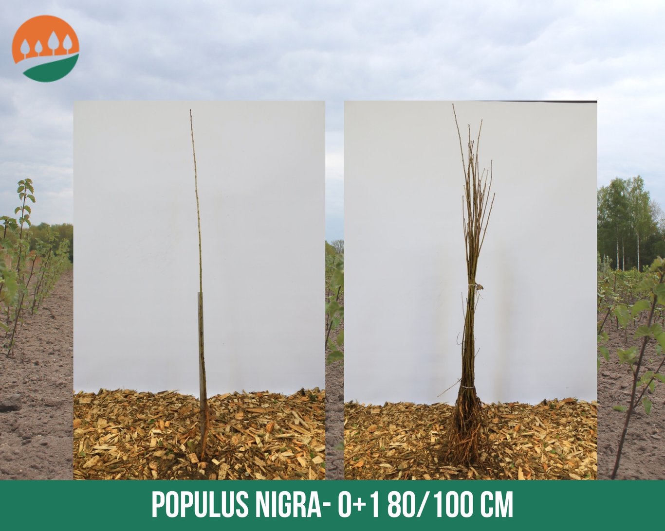 Populus nigra 'Italica' - 80-100 CM bare root 0/1